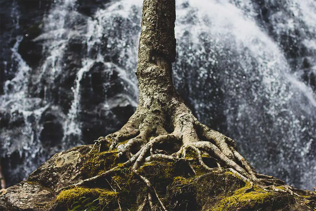 Healthy Roots: Getting to the Source and Overcoming Sin